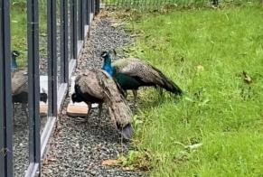 Ontdekkingsalarm Vogel Mannetje La Roche-sur-Yon Frankrijk