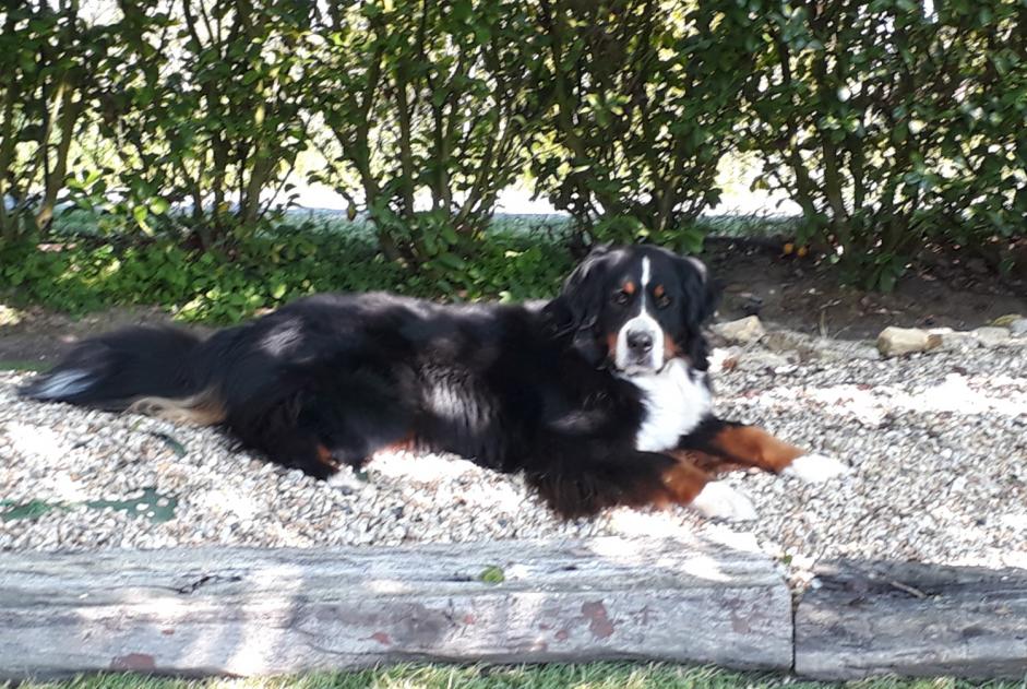 Alerta desaparecimento Cão  Fêmea , 6 anos Sainte-Radégonde-des-Noyers France