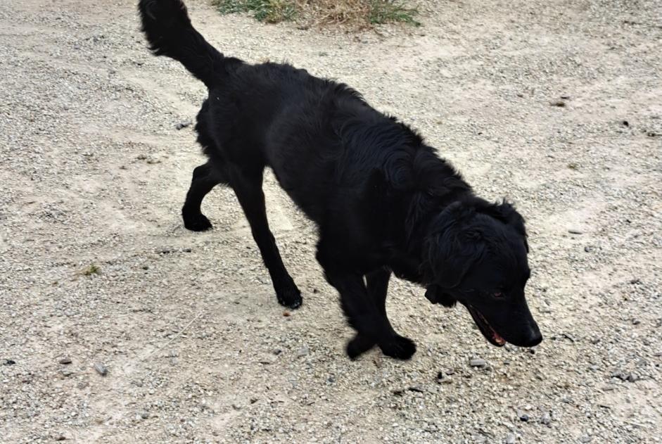 Alerta descoberta Cão cruzamento Macho Les Sables-d'Olonne France