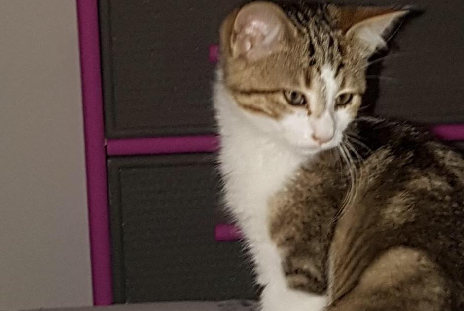 Alerta desaparecimento Gato Macho , 5 anos Sallertaine France Alerta desaparecimento Gato Macho , 5 anos Sallertaine France