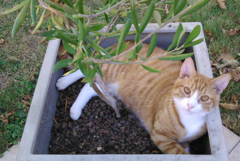 Alerta desaparecimento Gato Macho , 11 anos La Roche-sur-Yon France Alerta desaparecimento Gato Macho , 11 anos La Roche-sur-Yon France